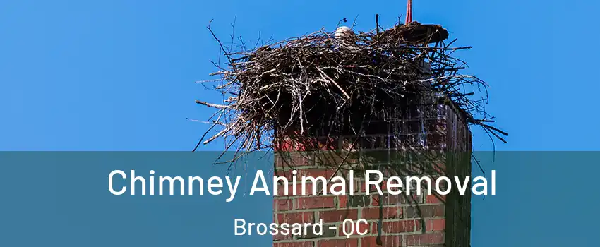  Chimney Animal Removal Brossard - QC