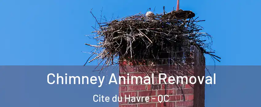 Chimney Animal Removal Cite du Havre - QC