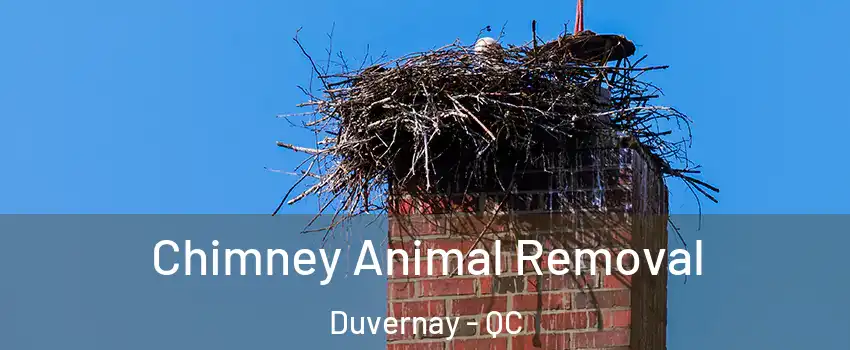 Chimney Animal Removal Duvernay - QC