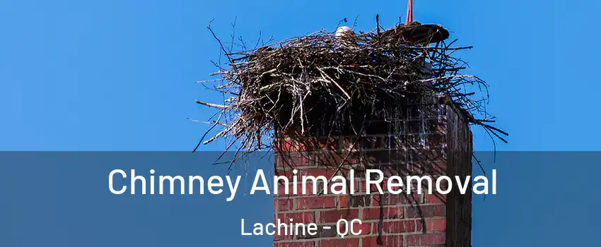 Chimney Animal Removal Lachine - QC