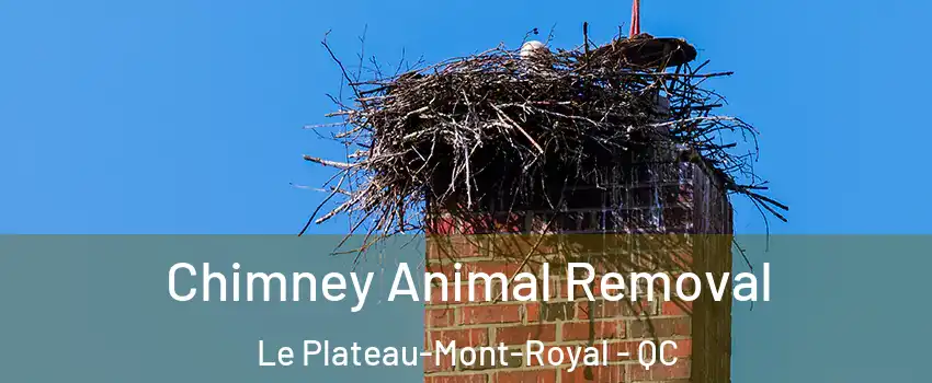  Chimney Animal Removal Le Plateau-Mont-Royal - QC