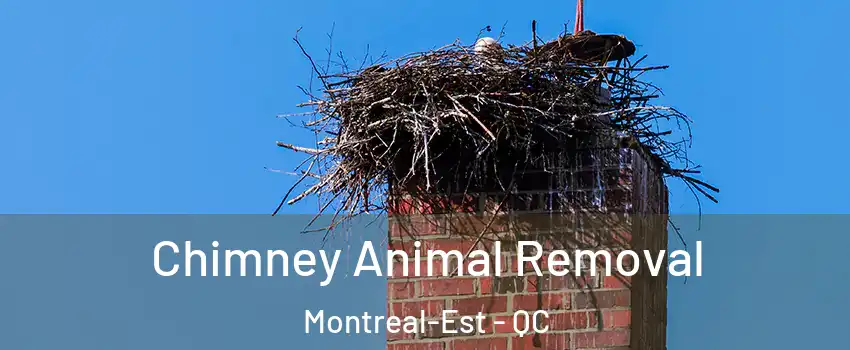 Chimney Animal Removal Montreal-Est - QC