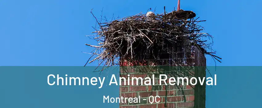 Chimney Animal Removal Montreal - QC