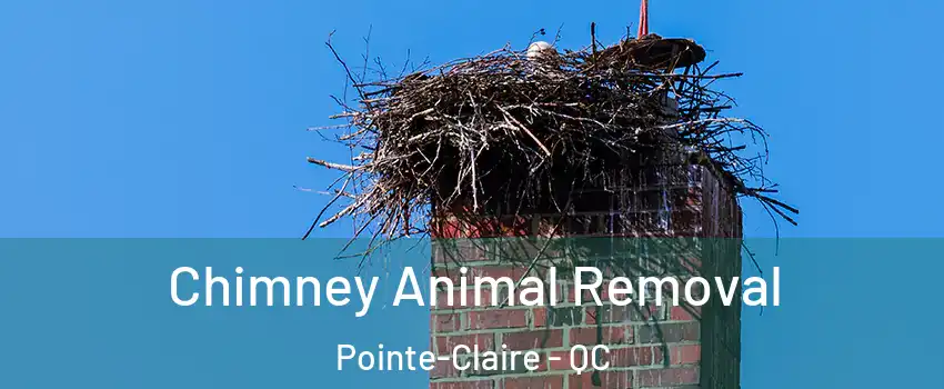 Chimney Animal Removal Pointe-Claire - QC