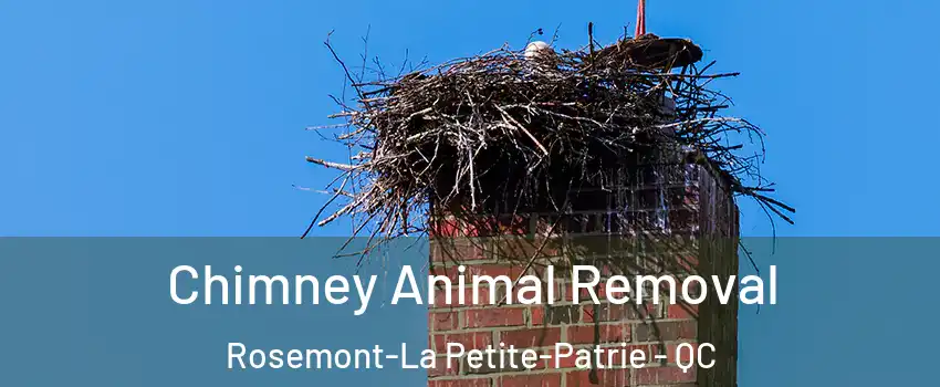 Chimney Animal Removal Rosemont-La Petite-Patrie - QC