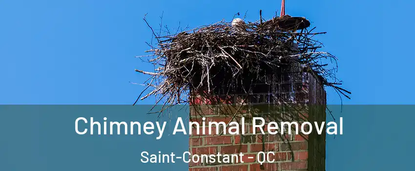  Chimney Animal Removal Saint-Constant - QC