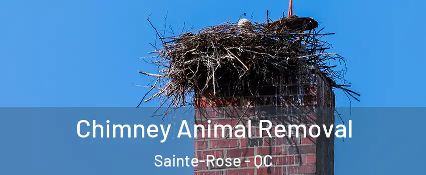 Chimney Animal Removal Sainte-Rose - QC