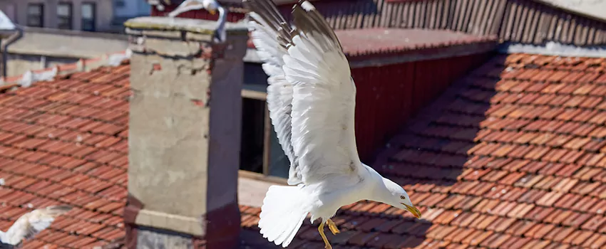 Residential Chimney Animal Removal Solution in Montreal, QC