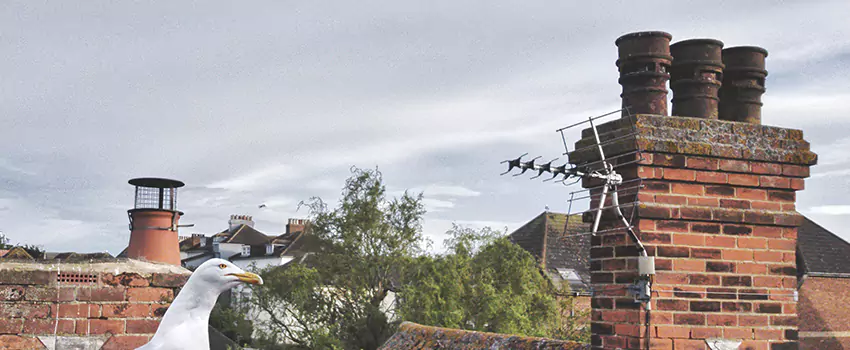 Chimney Cleaning And Restoration in Montreal, Quebec